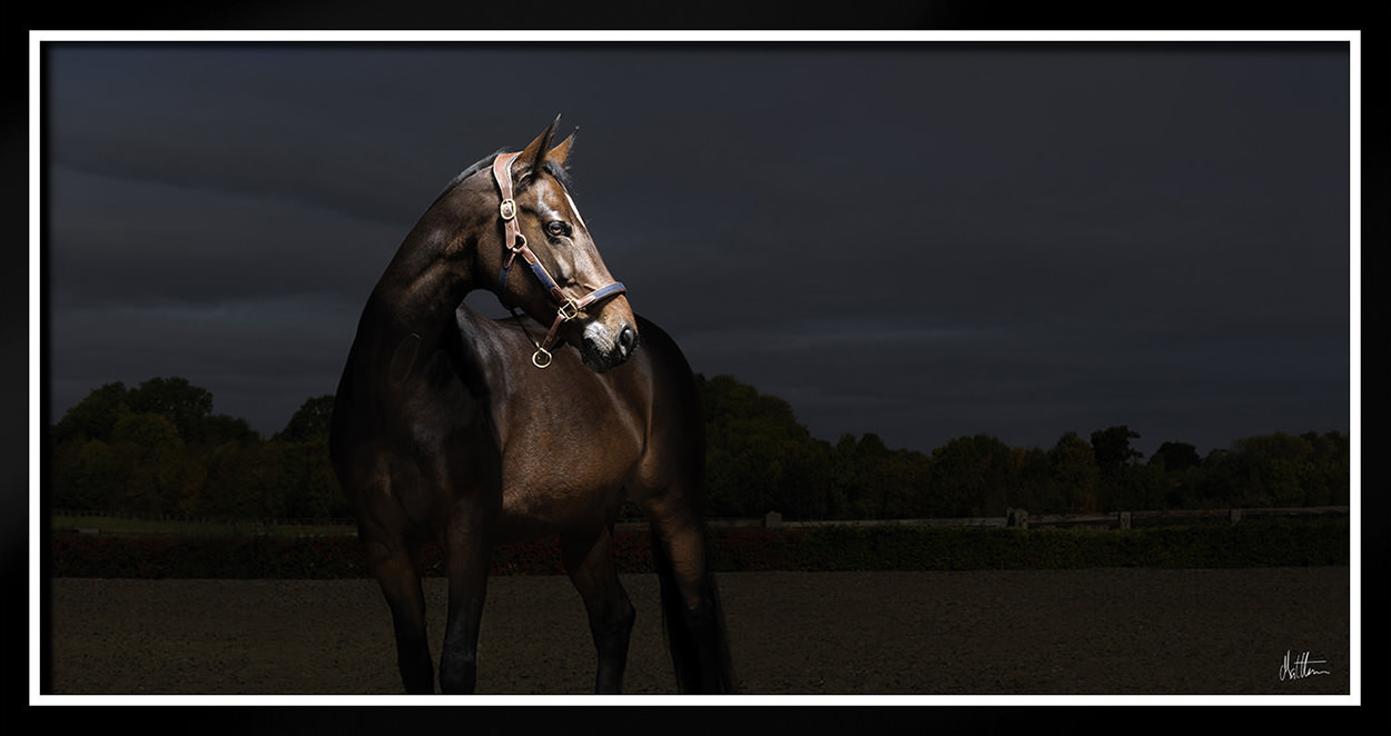 matthew seed the horse photographer